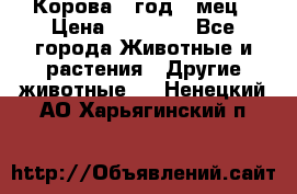 Корова 1 год 4 мец › Цена ­ 27 000 - Все города Животные и растения » Другие животные   . Ненецкий АО,Харьягинский п.
